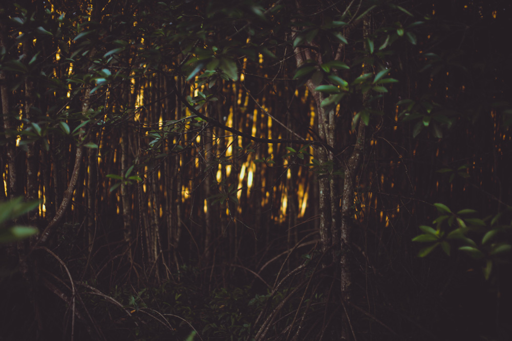 Like fireflies